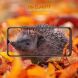 Защитное стекло HAT PRINCE 0.26mm для Samsung Galaxy A26 (A266). Фото 5 из 6